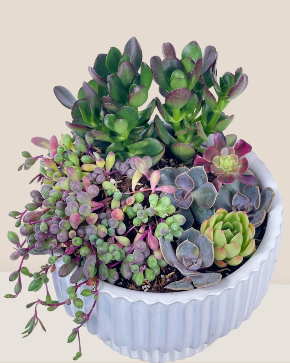 Succulents Dish Garden - e - Potted plant - Tumbleweed Plants - Online Plant Delivery Singapore