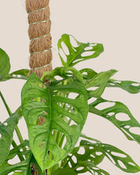 Swiss Cheese Plant in Grow Pole - grow pot - Potted plant - Tumbleweed Plants - Online Plant Delivery Singapore