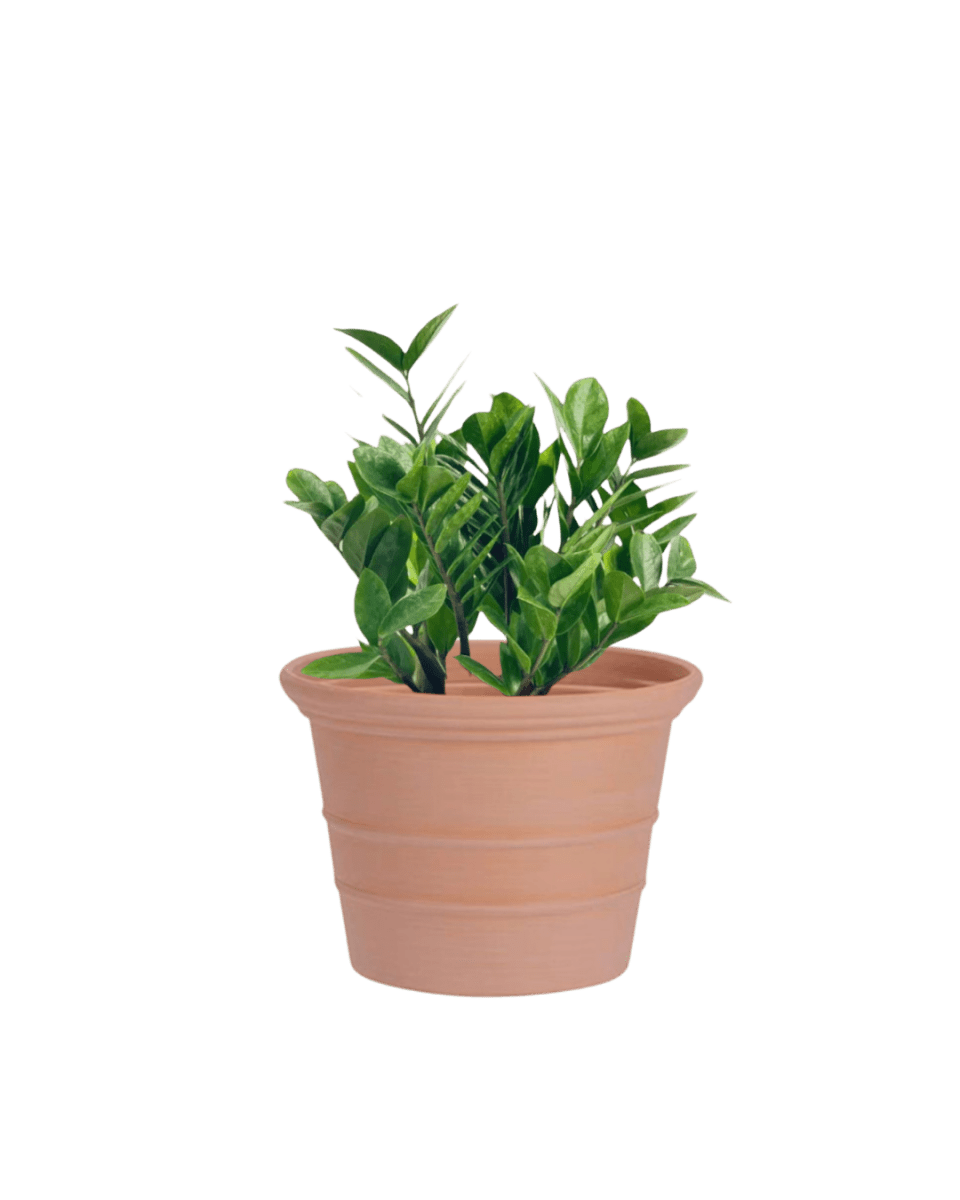 Terra Airstone Pots - Medium - Planter - 5675659245791 - Tumbleweed Plants - Online Plant Delivery Singapore