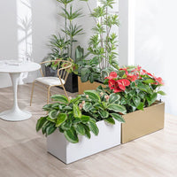 THE BOX - Hydroease Planter Box - Planter - 5968400118962 - Tumbleweed Plants - Online Plant Delivery Singapore