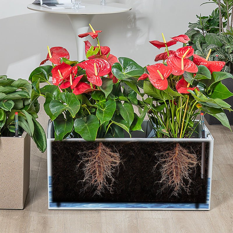 THE BOX - Hydroease Planter Box - Planter - 5968400118962 - Tumbleweed Plants - Online Plant Delivery Singapore