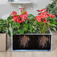 THE BOX - Hydroease Planter Box - Planter - 5968400118962 - Tumbleweed Plants - Online Plant Delivery Singapore