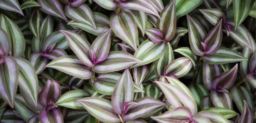 TRADESCANTIA Plant Care Singapore