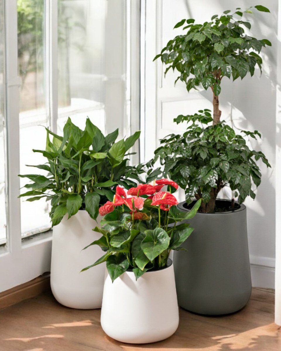 Tulip Pot - HydroEase Planter - XL - Pots - 5507179584566 - Tumbleweed Plants - Online Plant Delivery Singapore