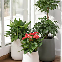 Tulip Pot - HydroEase Planter - XL