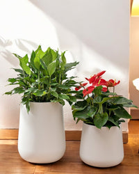 Tulip Pot - HydroEase Planter - XL - Pots - 5507179584566 - Tumbleweed Plants - Online Plant Delivery Singapore