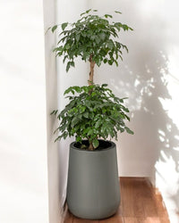 Tulip Pot - HydroEase Planter - XL - Pots - 5507179584566 - Tumbleweed Plants - Online Plant Delivery Singapore