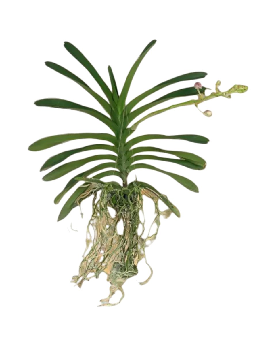 Vanda Orchid Buy Potted plant Online Tumbleweed Plants