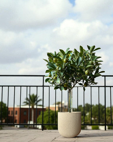 Variegated Lime Tree