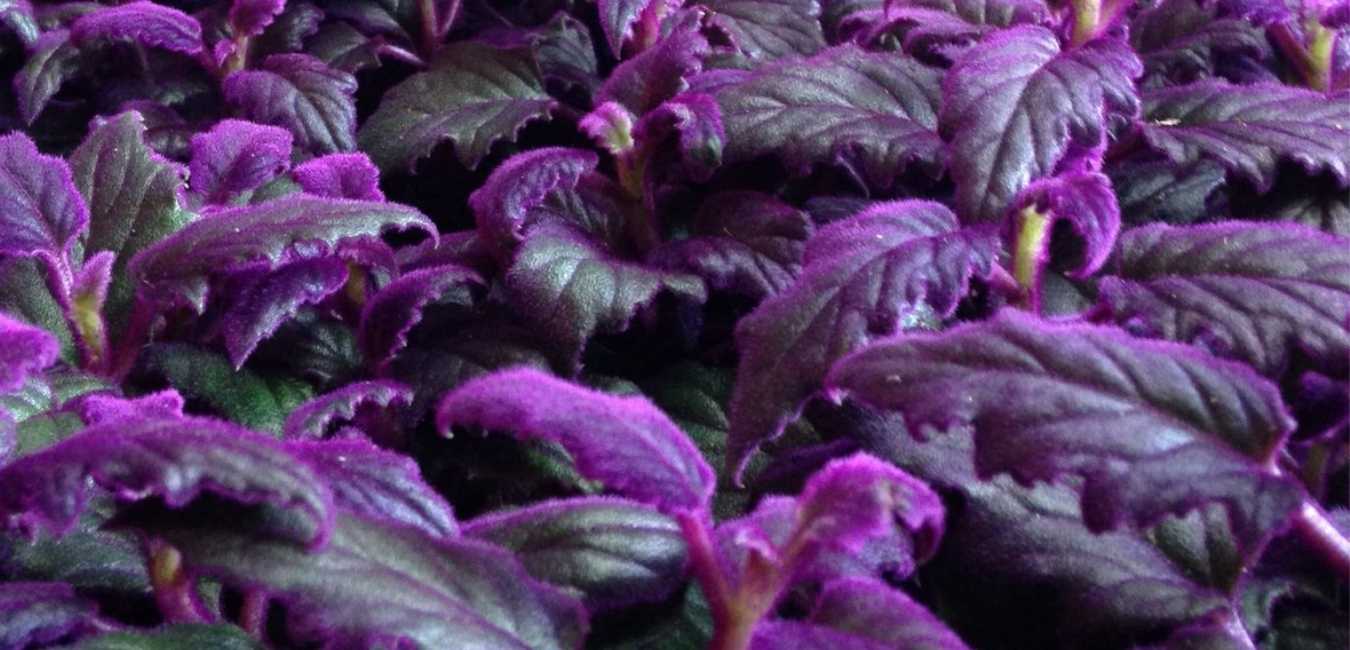 Velvet Plant Care