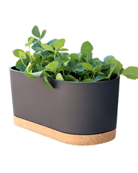 Verdant Rectangle Planter - Planter - 5280961920713 - Tumbleweed Plants - Online Plant Delivery Singapore