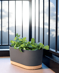 Verdant Rectangle Planter - Planter - 5280961920711 - Tumbleweed Plants - Online Plant Delivery Singapore