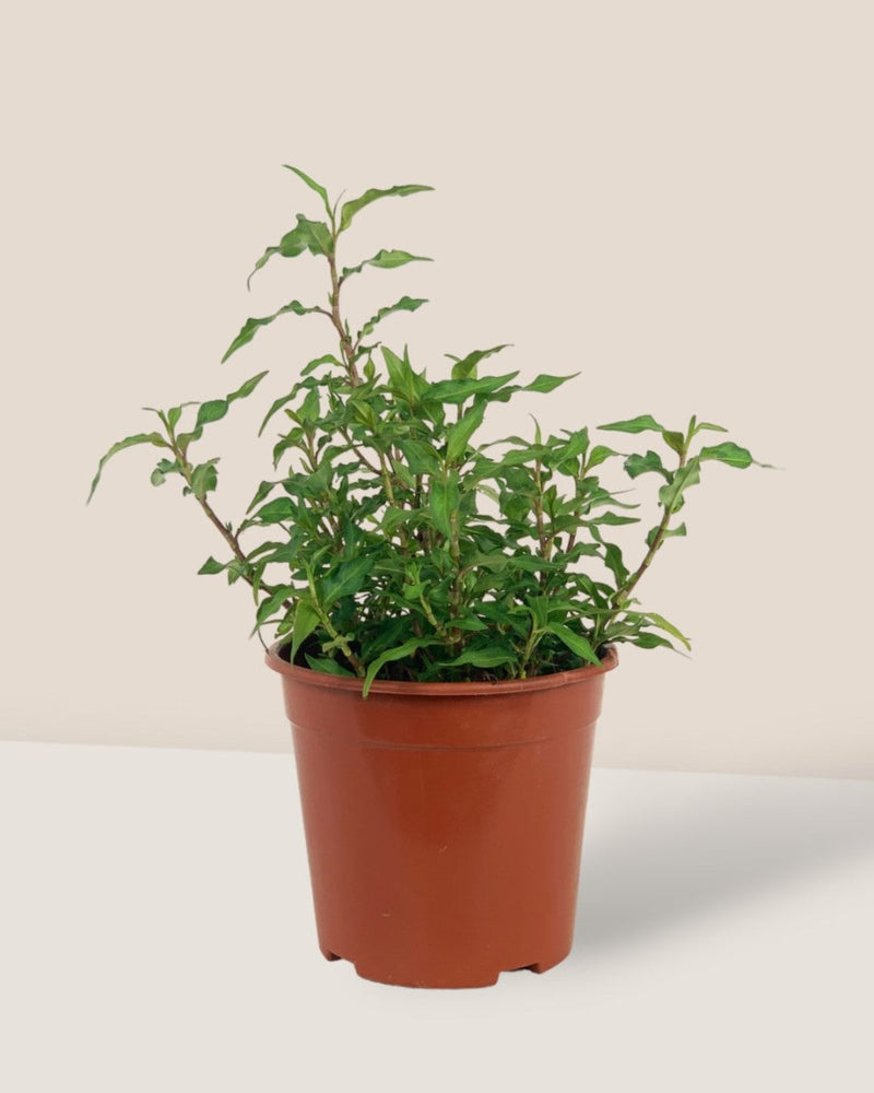 Vietnamese Coriander Herb (Laksa Leaf) - grow pot - Potted plant - Tumbleweed Plants - Online Plant Delivery Singapore