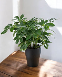 Viva HydroEase Pot - Small - Pots - 5695355583702 - Tumbleweed Plants - Online Plant Delivery Singapore