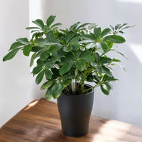 Viva HydroEase Pot - Small