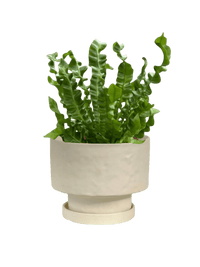 Wavy Bird Nest Fern (M) - Potted plant - POTT - WAVY - GRW - 6645 - Tumbleweed Plants - Online Plant Delivery Singapore