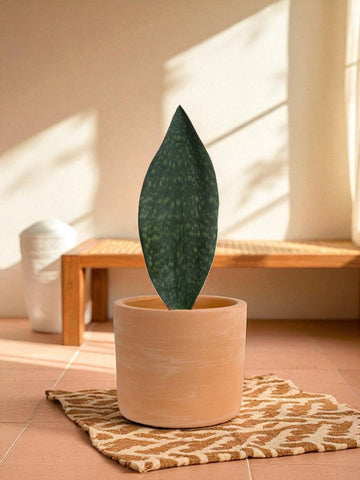 Whale Fin Snake Plant - Large