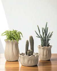 Woodland Planter - Planter - 5820616544344 - Tumbleweed Plants - Online Plant Delivery Singapore