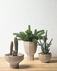 Woodland Planter - Planter - 5820616544344 - Tumbleweed Plants - Online Plant Delivery Singapore