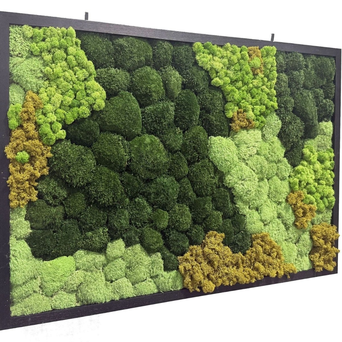 XL Frame - Preserved Plants: MOSS. - Moss Frame - 5825149680725 - Tumbleweed Plants - Online Plant Delivery Singapore