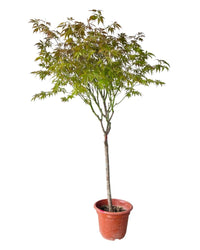 XL Maple Tree (Acer Palmatum Tree) - grow pot - Potted plant - Tumbleweed Plants - Online Plant Delivery Singapore