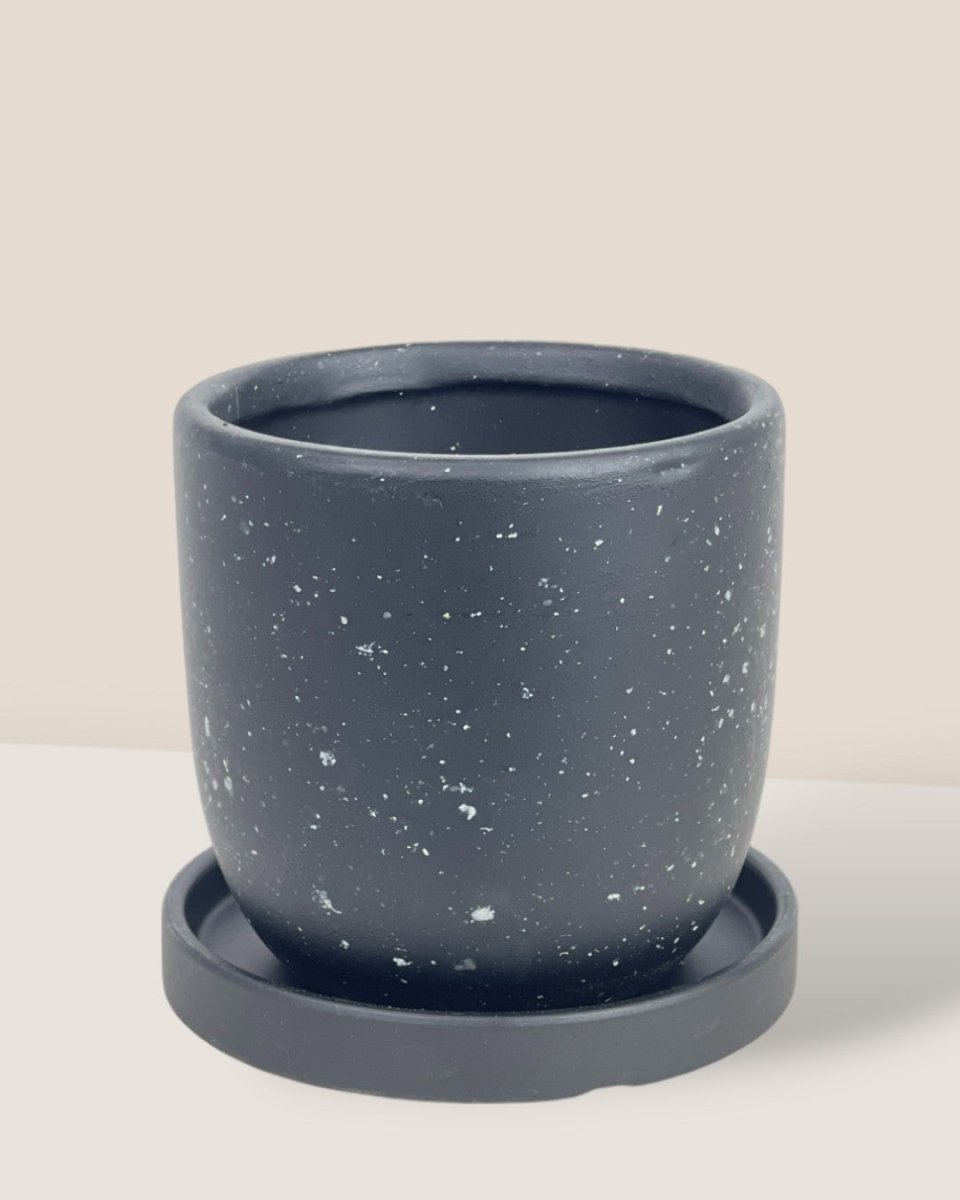 XS Eloise with Tray - black - Pot - Tumbleweed Plants - Online Plant Delivery Singapore