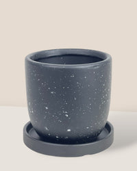 XS Eloise with Tray - black - Pot - Tumbleweed Plants - Online Plant Delivery Singapore