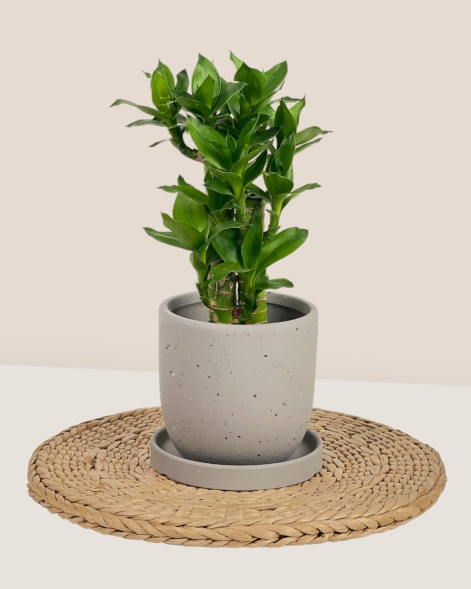 XS Eloise with Tray - black - Pot - Tumbleweed Plants - Online Plant Delivery Singapore