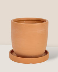 XS Eloise with Tray - brown - Pot - Tumbleweed Plants - Online Plant Delivery Singapore