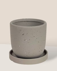 XS Eloise with Tray - grey - Pot - Tumbleweed Plants - Online Plant Delivery Singapore