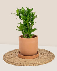 XS Eloise with Tray - grey - Pot - Tumbleweed Plants - Online Plant Delivery Singapore