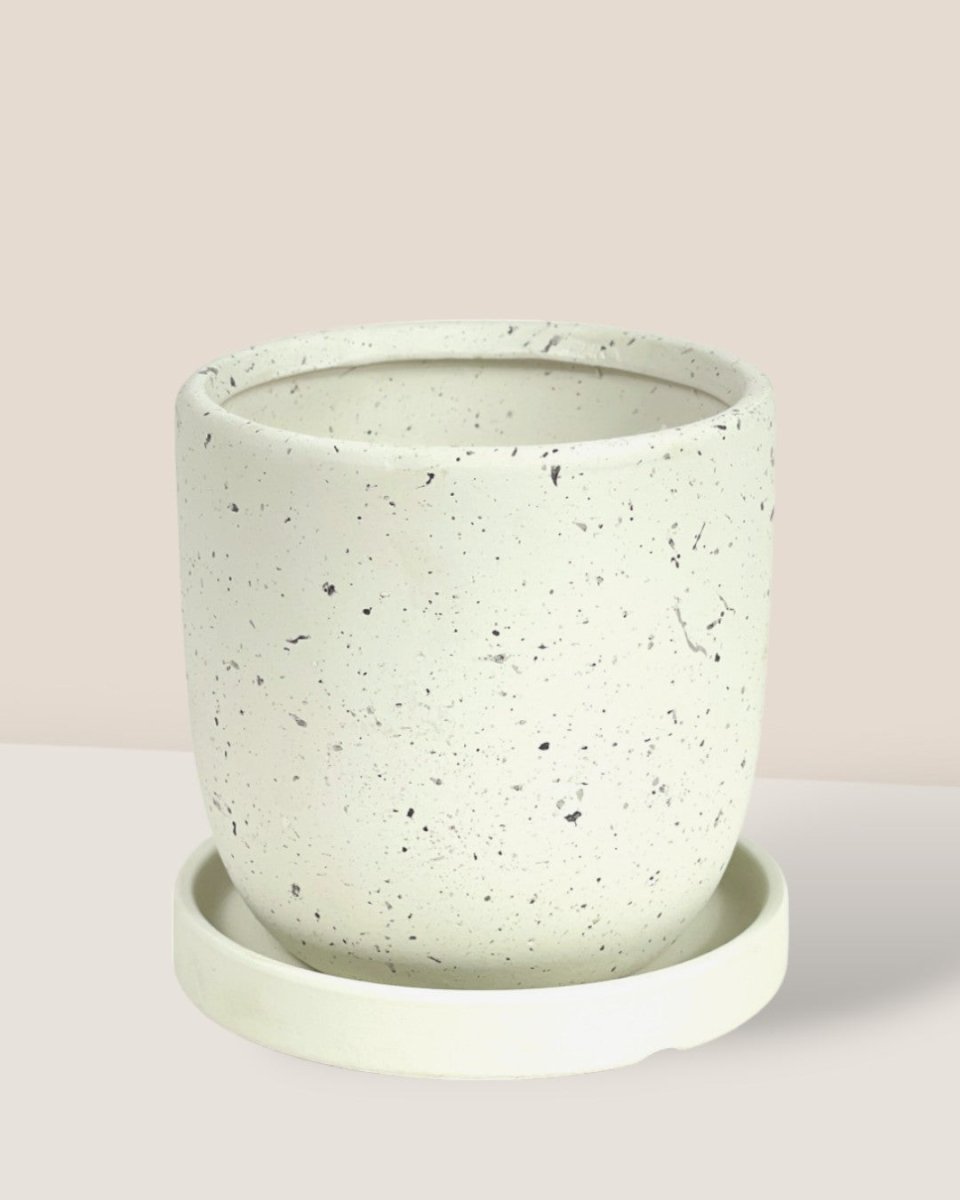 XS Eloise with Tray - white - Pot - Tumbleweed Plants - Online Plant Delivery Singapore