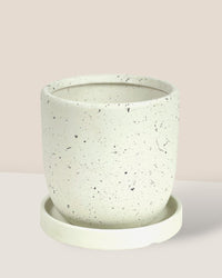 XS Eloise with Tray - white - Pot - Tumbleweed Plants - Online Plant Delivery Singapore