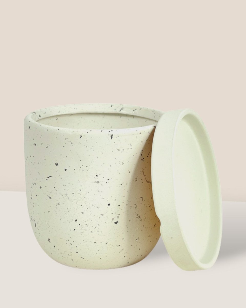 XS Eloise with Tray - white - Pot - Tumbleweed Plants - Online Plant Delivery Singapore