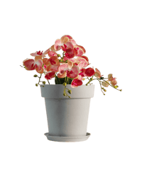 XXL GAL Plastic Pots - Pots - 5448654919103 - 01 - Tumbleweed Plants - Online Plant Delivery Singapore