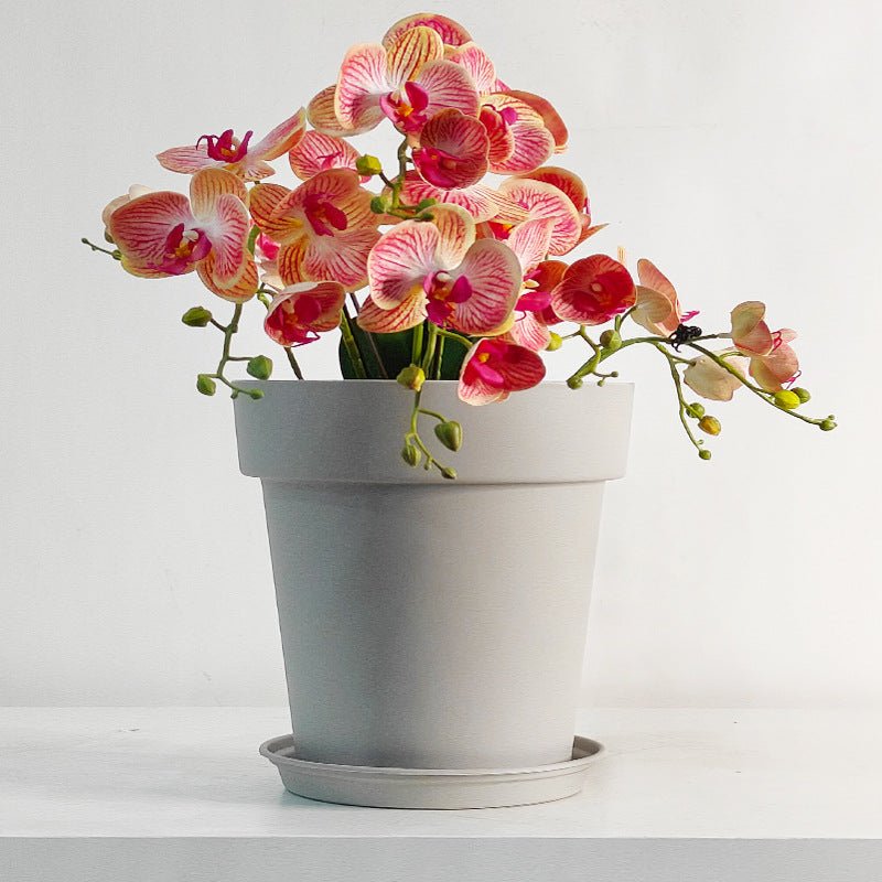 XXL GAL Plastic Pots - Pots - 5448654919107 - 01 - Tumbleweed Plants - Online Plant Delivery Singapore