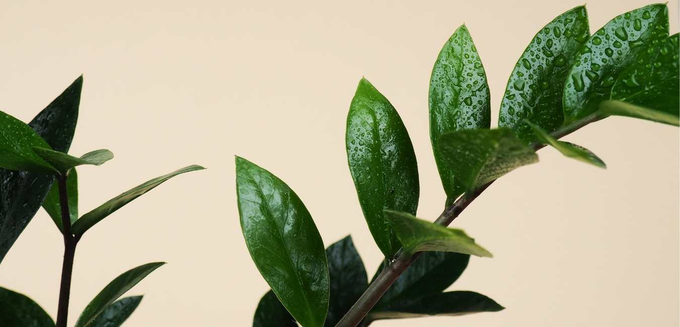 ZZ Plant Plant Care Singapore