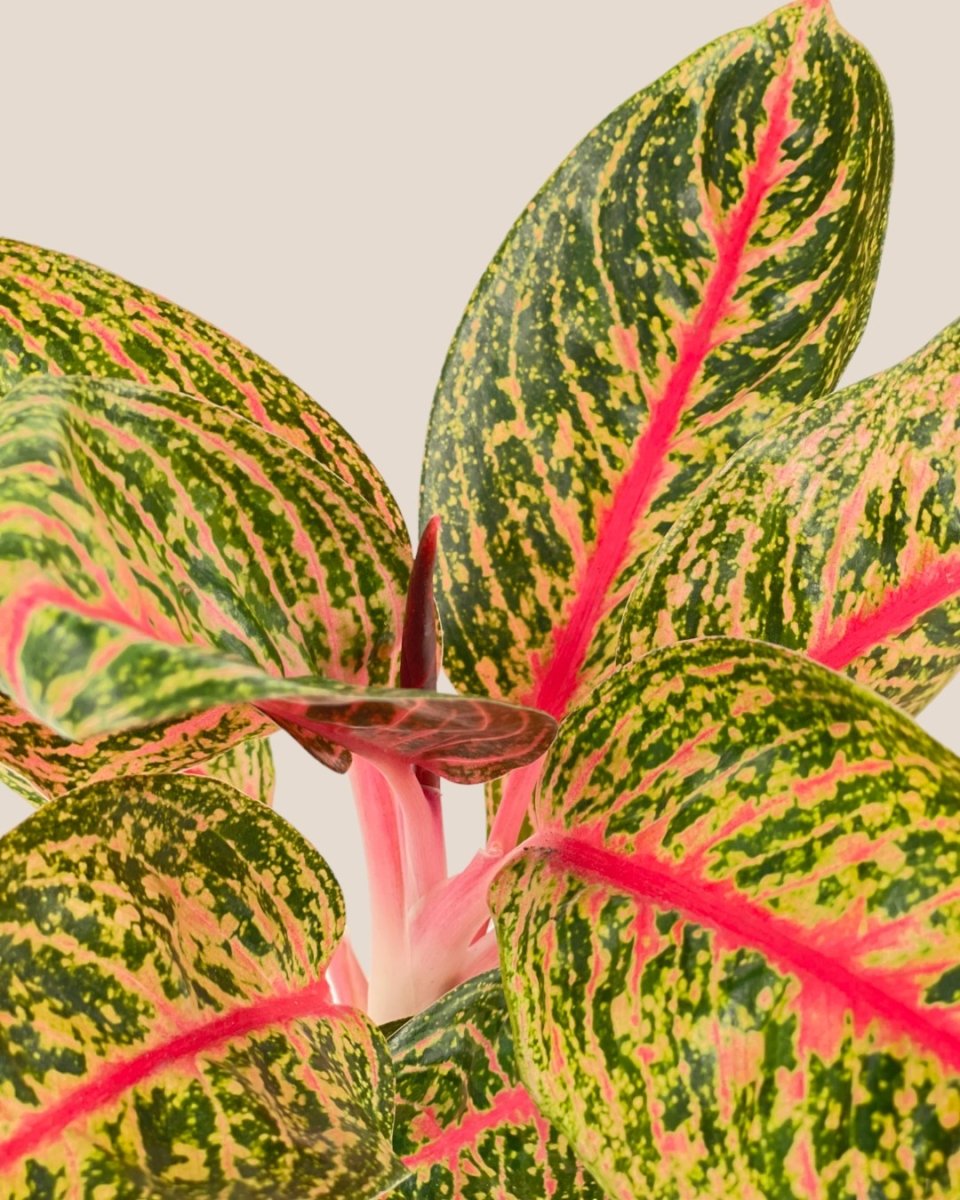 Aglaonema Pride of Sumatra - grow pot - Potted plant - Tumbleweed Plants - Online Plant Delivery Singapore