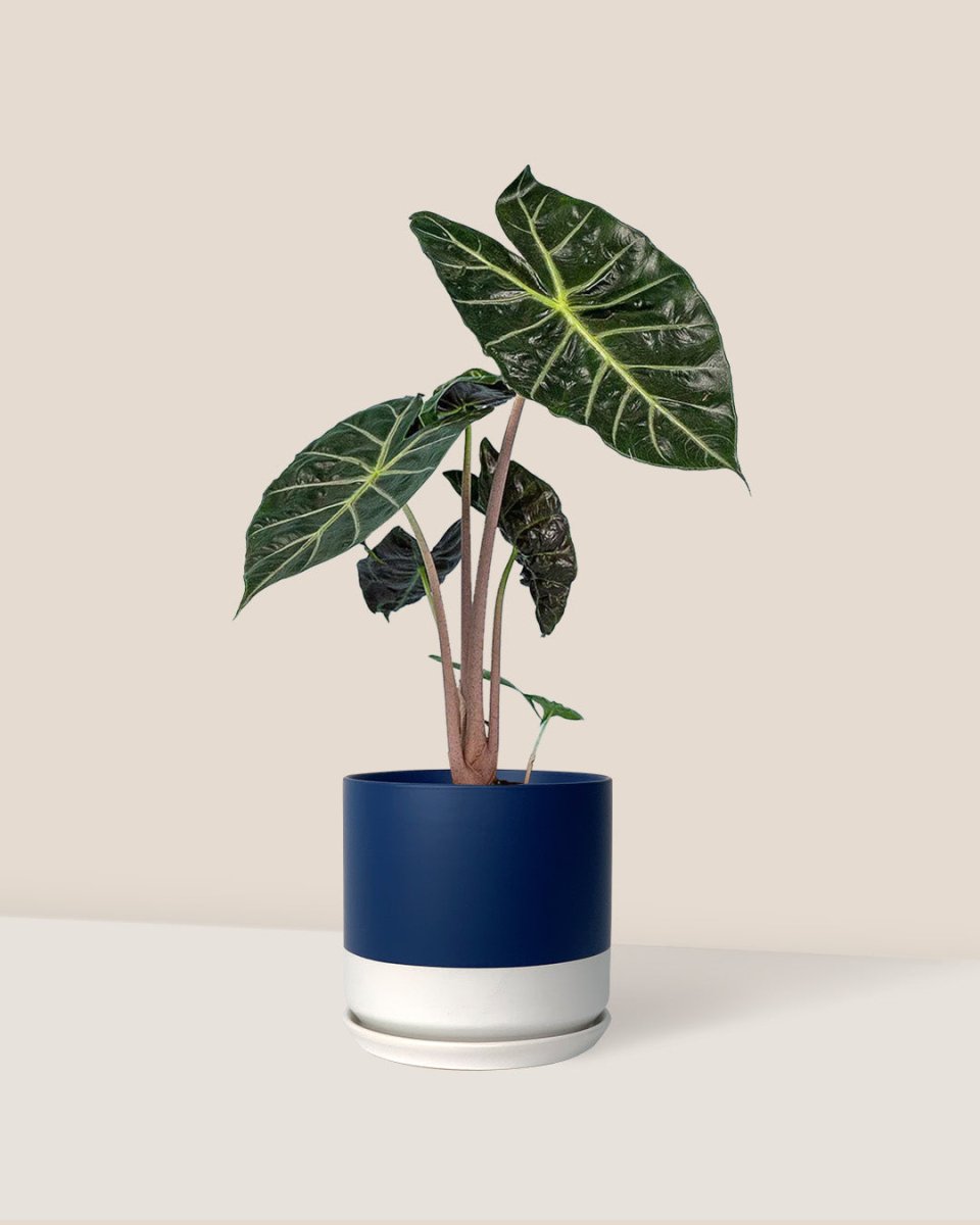 Alocasia Pink Dragon - blue white two tone pot - Just plant - Tumbleweed Plants - Online Plant Delivery Singapore