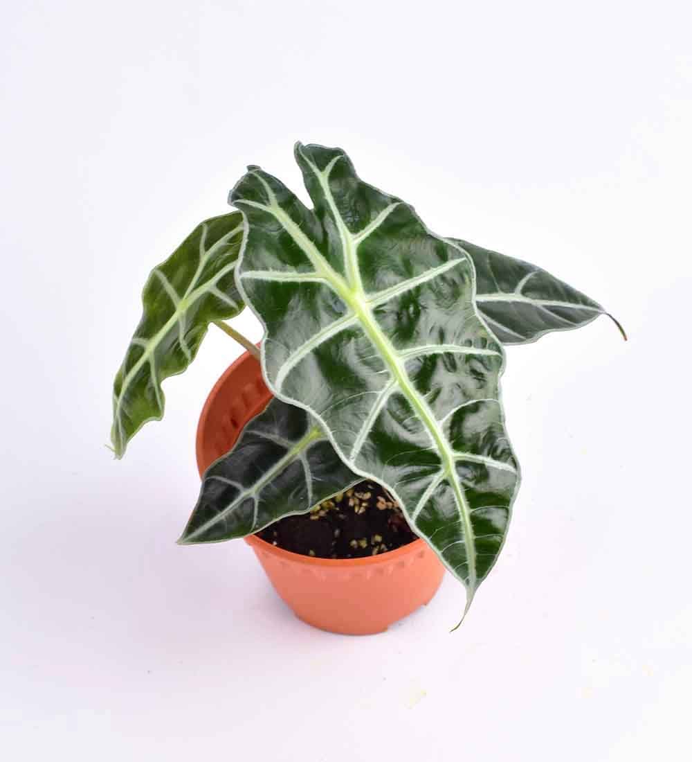Alocasia Polly - grow pot - Just plant - Tumbleweed Plants - Online Plant Delivery Singapore