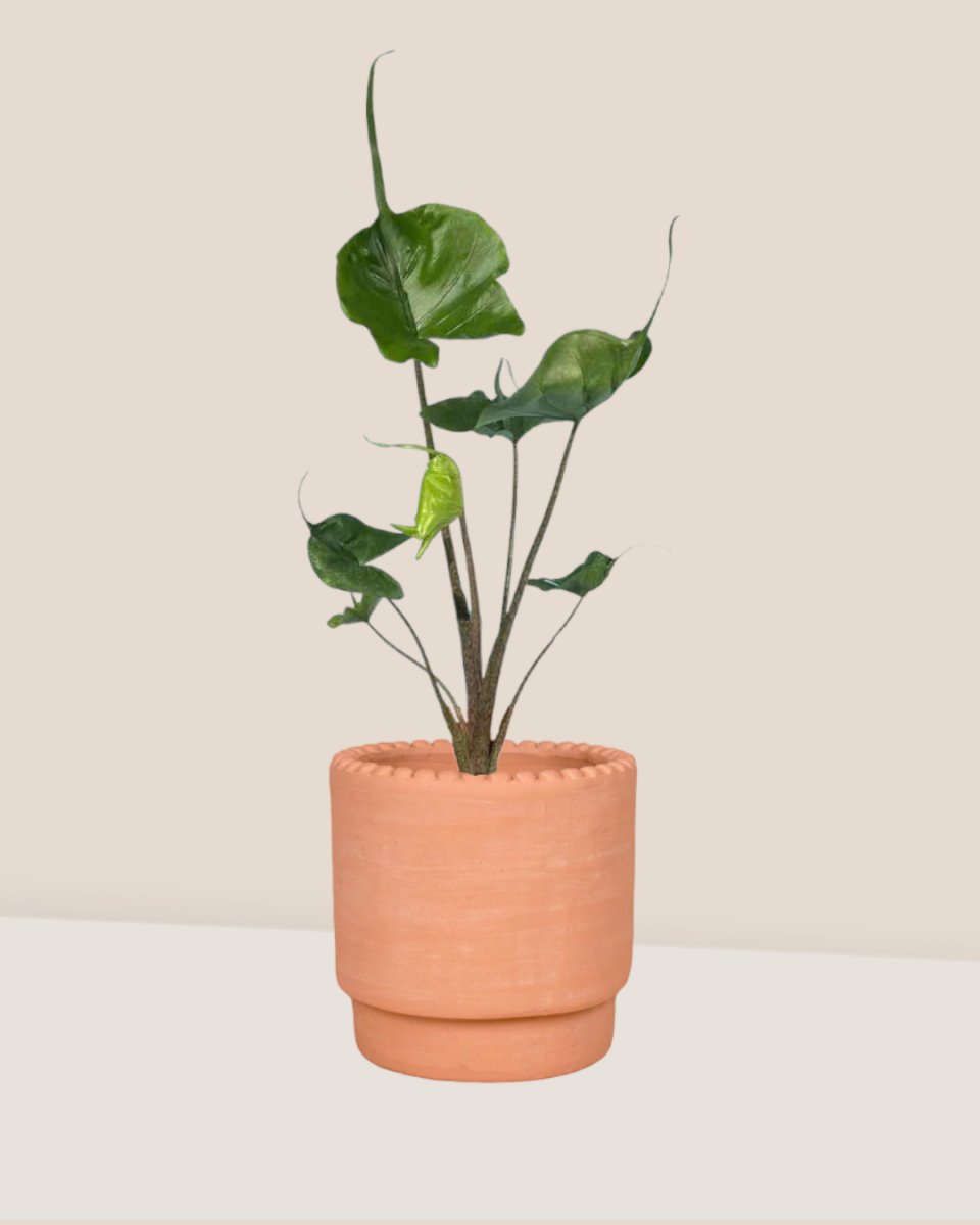 Alocasia Stingray - morandi pot - Just plant - Tumbleweed Plants - Online Plant Delivery Singapore