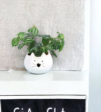 Aluminium Plant - Frenchie Planter - Potted plant - Tumbleweed Plants - Online Plant Delivery Singapore