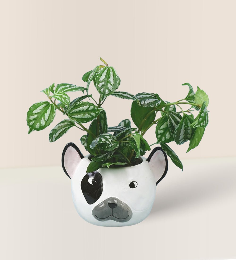 Aluminium Plant - Frenchie Planter - Potted plant - Tumbleweed Plants - Online Plant Delivery Singapore