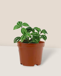 Aluminium Plant - grow pot - Potted plant - Tumbleweed Plants - Online Plant Delivery Singapore