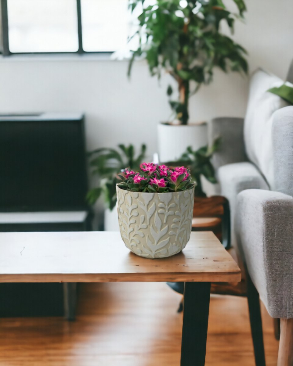 Anacampseros rufescens 'Sunrise' - annabelle planter - Potted plant - Tumbleweed Plants - Online Plant Delivery Singapore