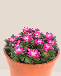 Anacampseros rufescens 'Sunrise' - jacopo planters - large - Potted plant - Tumbleweed Plants - Online Plant Delivery Singapore