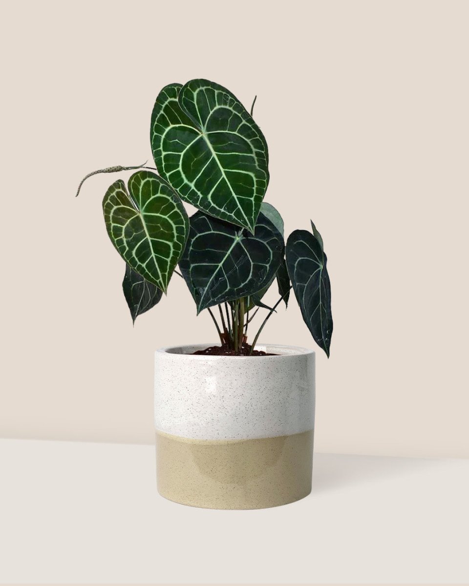 Anthurium Clarinervium - cream two tone planter - Just plant - Tumbleweed Plants - Online Plant Delivery Singapore