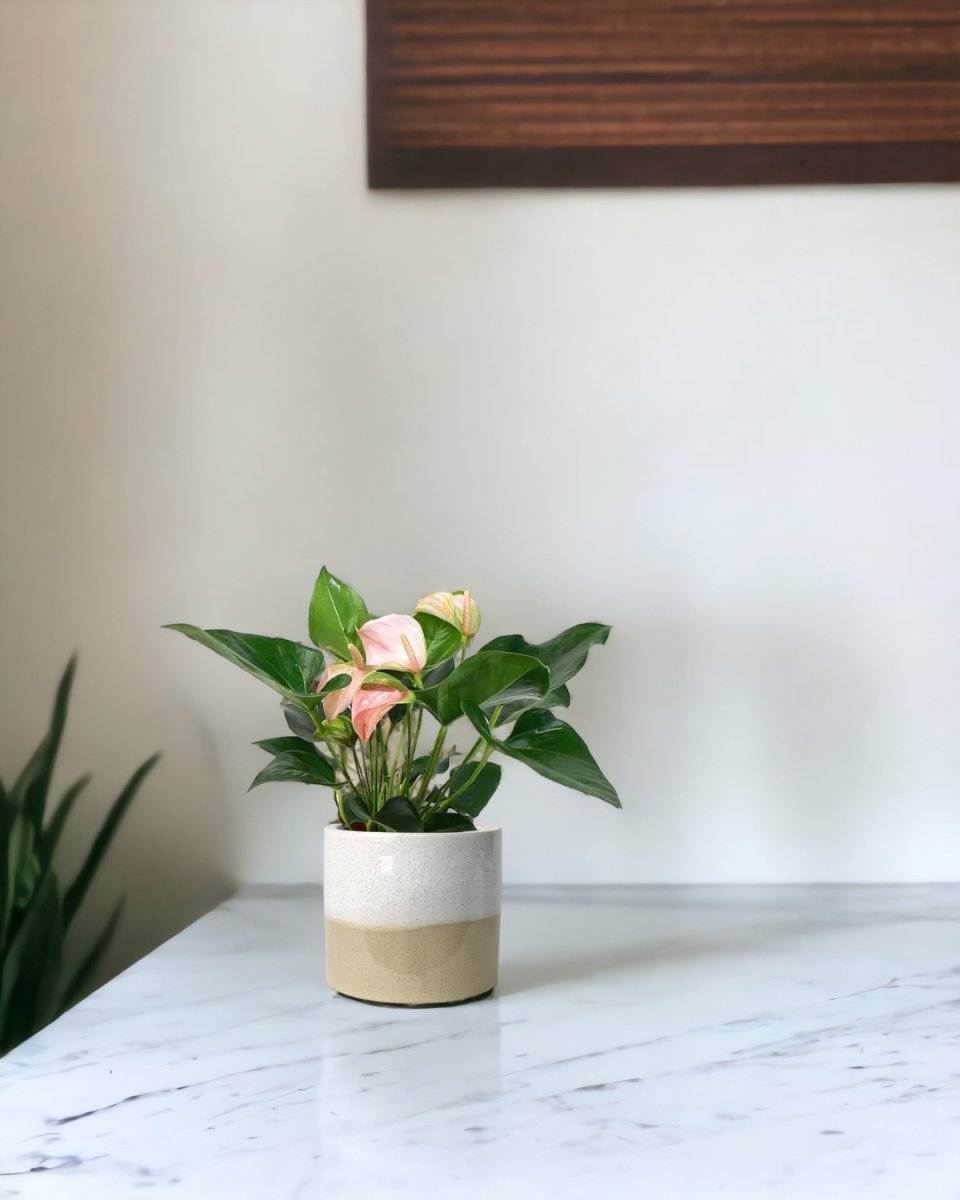 Anthurium Flamingo Pink paired with cream two tone planter