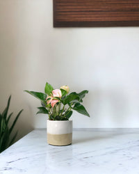 Anthurium Flamingo Pink paired with cream two tone planter
