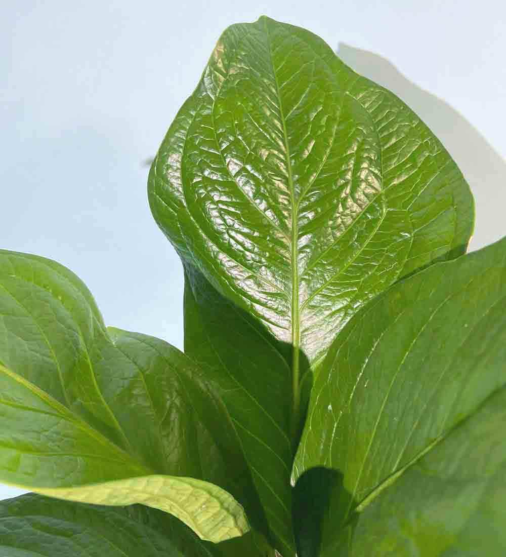 Anthurium Jungle Bush - grow pot - Just plant - Tumbleweed Plants - Online Plant Delivery Singapore